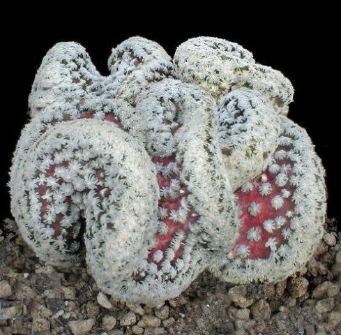 Mammillaria_theresae_forma_cristata